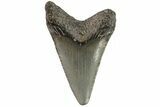 Baby Megalodon Tooth - Georgia #83713-1